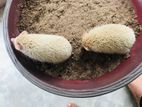African Hejog/mouse