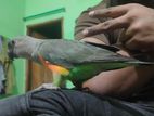 African red bellied parrot