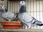 Afsan grizel racer pigeon