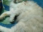 Cat For Sale