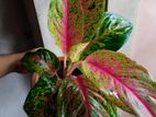 Aglaonema plant