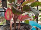 Aglaonema plant