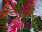 Aglaonema plants