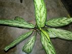 Aglaonema silver queen indoor plant with tob