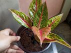 Aglonema plant (pink ligacy)