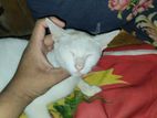 Regular White Cat Needs A Home Adoption