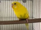 Ai budgies pair ta sell kora hobe