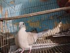 ak jora ring necked dove pakhi