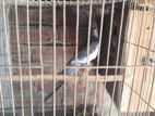 Ak Jora Running Cockateel Pakhi Sell Hobe