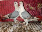 Ak Pair Blue Sharting Kubutar Sell Hoba.