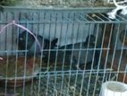 Kobutor for sale