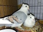 Ak Pair Running Blue Sharting Kubutar Bbay Sho Sell Hoba