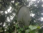 Akash Dth bikroy kora hobe