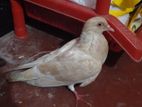 Bird for sell