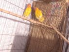 Akjora raning dim baccha kora love bird pakhi bikri hobe