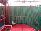 Bird for sale