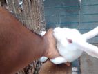 Rabbit for sell