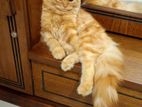 Akta Persian Cat Sell Korbo🐈