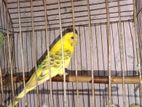 Budgerigar