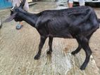 Akti balo jater pati bikri hobe