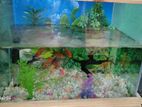 Aquarium for sell