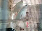 Alabino Cockatiel Pair ককাটেল