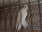 Albinno male cockatiel
