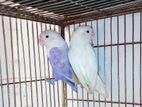 Albino Adult Lovebird Pair