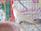 Albino adult male