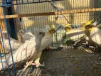 Albino And Lutino Cockatiel Babys