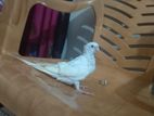 Albino Baby