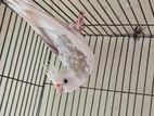 Albino bloodline