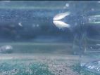 Albino Blue Topaz Guppy