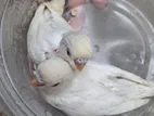 Albino budgerigar