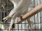 Albino Budgerigar red eye