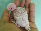 albino budgerigar tame size baby