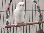 Albino Budgie