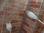 Albino budgiegar for sale