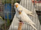 Albino Budige Running Pair