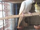 Albino Clear Pied Female (2 year)-Black eye