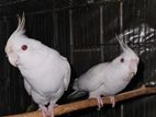 Albino Cocatiel Male Pair