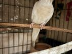 Albino Cockatail