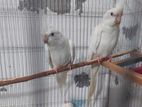 Albino Cockateel / এলবিনে ককাটেল