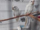 Albino Cockateel