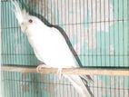 Albino Cockateil Breeding Male