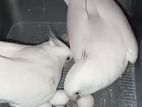 Albino Cockateil Breeding Pair