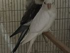 Albino Cockatiel (2 months old) to be sold