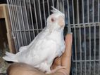 albino cockatiel baby