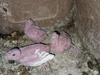 Albino Cockatiel Baby