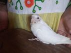 Albino Cockatiel Bird